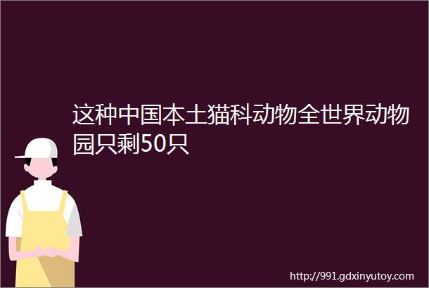 这种中国本土猫科动物全世界动物园只剩50只