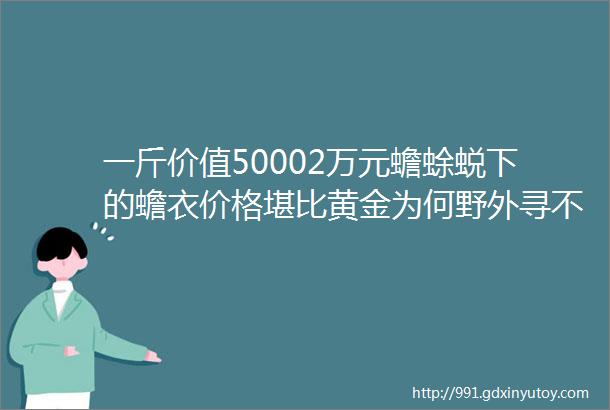 一斤价值50002万元蟾蜍蜕下的蟾衣价格堪比黄金为何野外寻不到